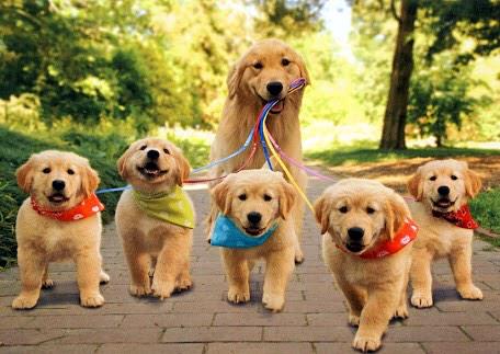 AnimalPlanetPic's tweet photo. ¡Vayamos a dar un paseo! http://t.co/AnBjK250c1