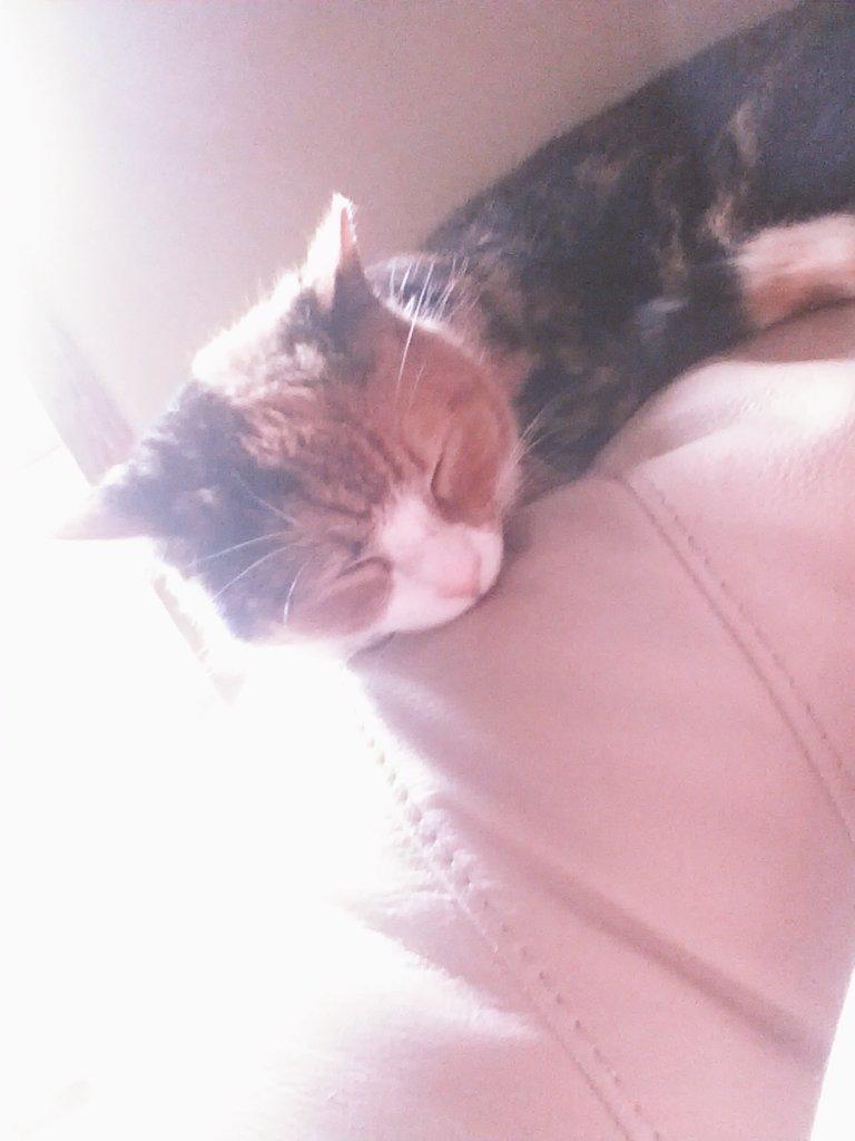 Megan Porter tweet media