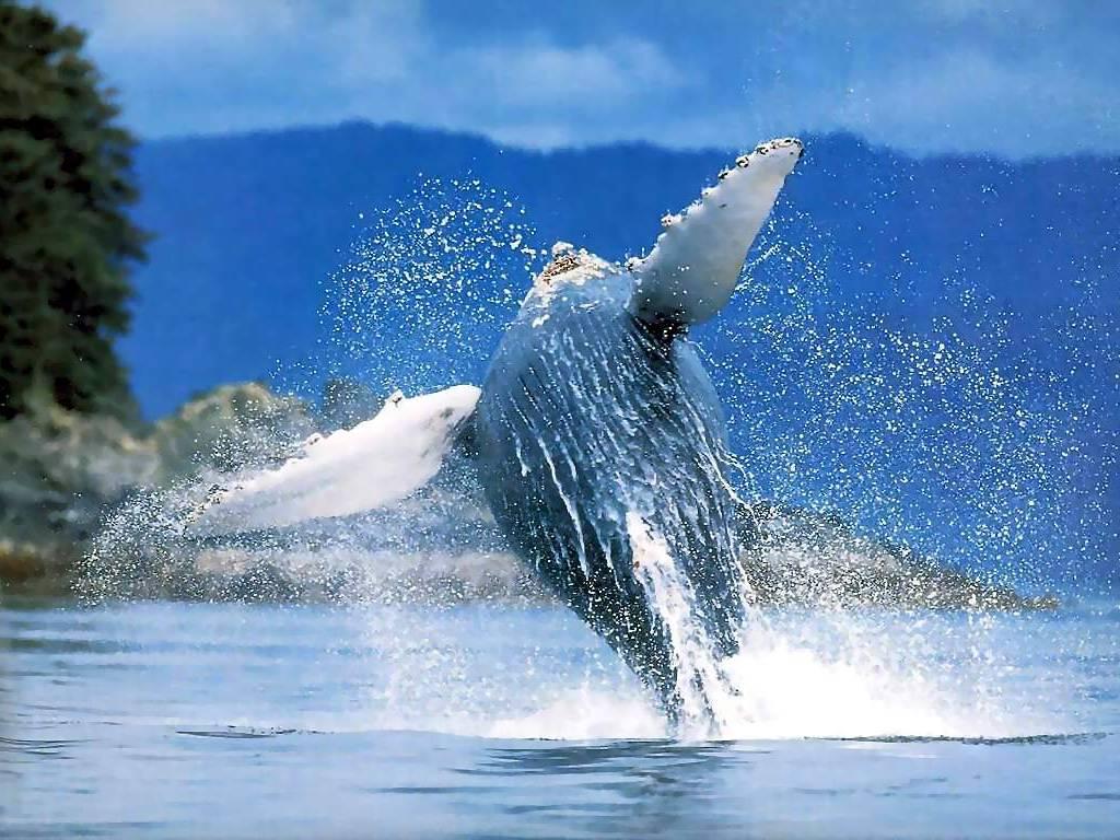 SECTUR_mx's tweet photo. La #BallenaGris llega a las aguas mexicanas a partir de los últimos días de noviembre. #BCS #EcoTurismo http://t.co/X54bWozOQu