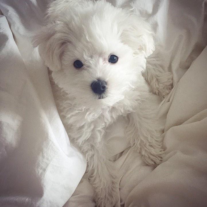 buddylovato's tweet photo. 🐶💗 http://t.co/Eu7c5v8WHR