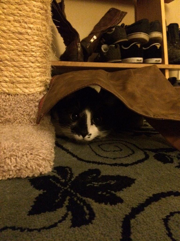 Gellesmalls's tweet image. God I have a problem.  I like cats too much. #cats #catproblem #ilovecats