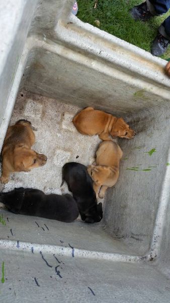 nakhon224's tweet photo. กู้ภัยเทศบาลเมืองสนั่นรักษ์ ช่วยลูกหมา 6 ตัว ตกท่อลึก 2 เมตร http://t.co/JCwWO76FhY #มะหมา #thailand http://t.co/eyAiCe6fMs