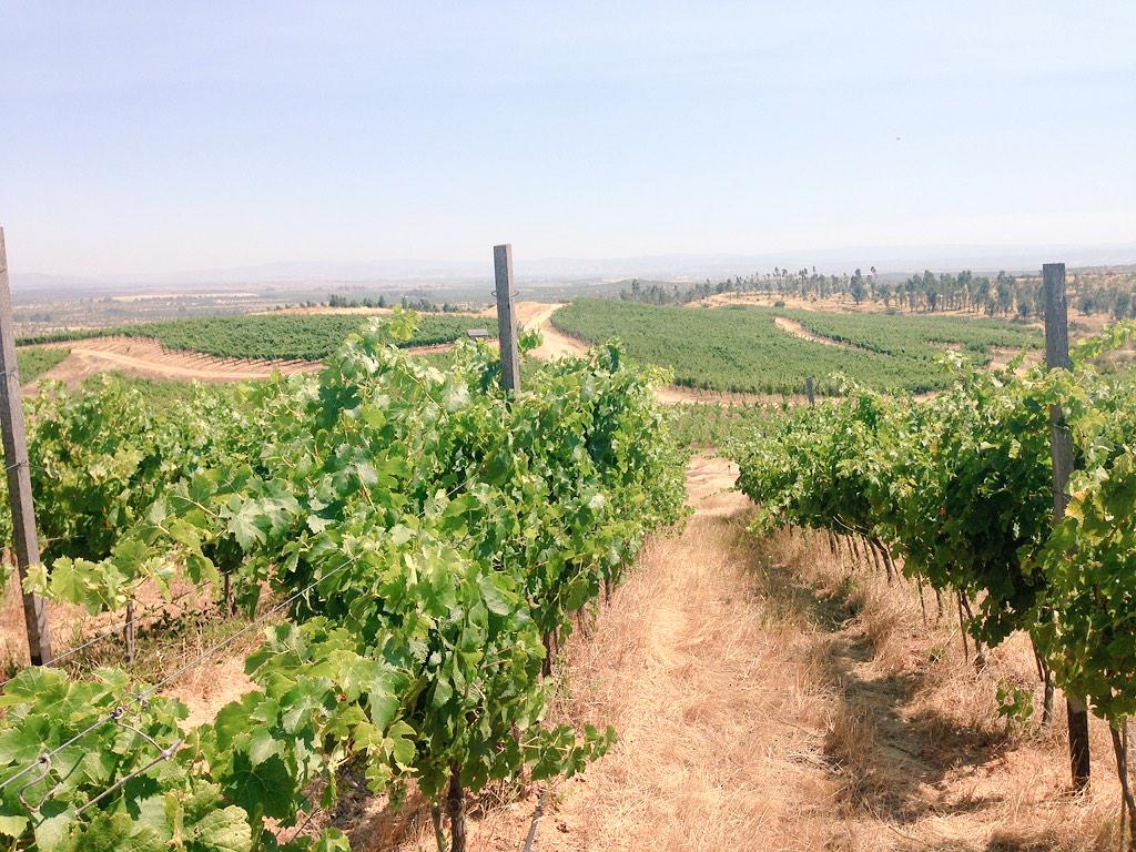 rodrigorromero's tweet photo. @CalcuWines Campo de Ramadilla en Marchigue 27km de la costa, entra la brisa fría y maduran lento las uvas de Calcu 🎯 http://t.co/Q6pWID6WsG