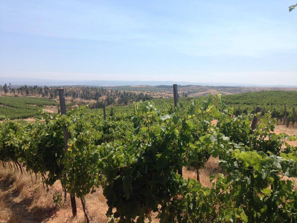 rodrigorromero's tweet photo. @CalcuWines Campo de Ramadilla en Marchigue 27km de la costa, entra la brisa fría y maduran lento las uvas de Calcu 🎯 http://t.co/Q6pWID6WsG