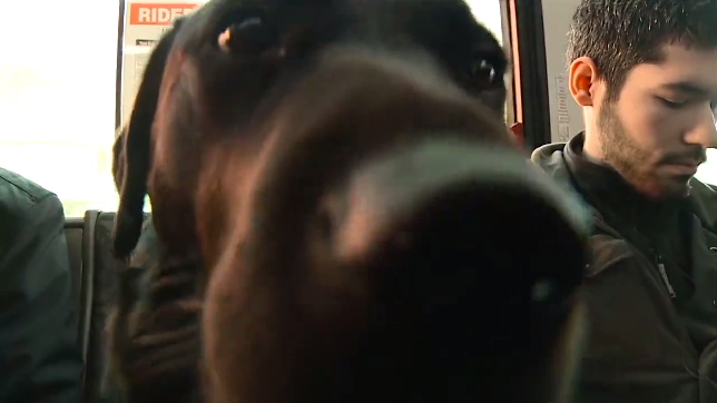 ABC's tweet photo. A black lab that loves the dog park so much, she takes the bus by herself to get there: http://t.co/8WQUowSKdJ http://t.co/Vlkpykpk3e
