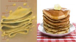 GolgiDigger's tweet photo. I am made of stacks of membranes called cisternae.  they make me look like a stack of pancakessss #cellection15b http://t.co/Q9C8btXE4O