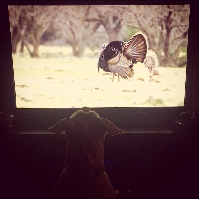 BrentFerg66's tweet image. My pit loves turkey hunting just as much as I do #AlmostSpringTime #ThunderDome #ClickClackBoom