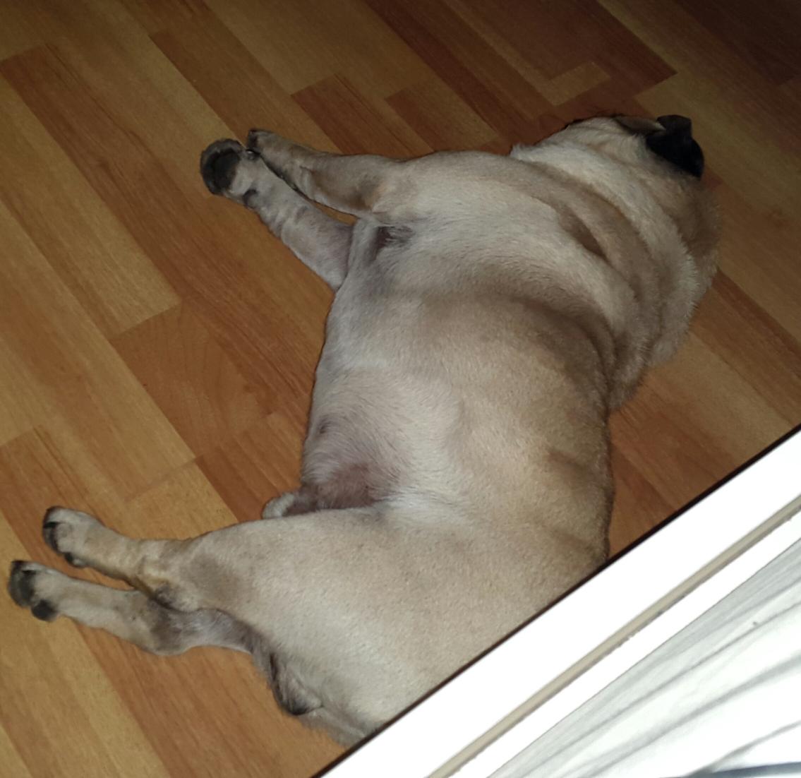 SeikaCroft's tweet photo. #Gordoputeando para #zoofilicos http://t.co/BnK9ZfVGwE