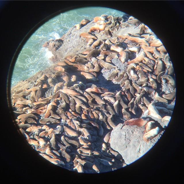 roughbeat's tweet image. Some of the best wild life imagery we captured on our #pnw road trip using an @moment_le... ift.tt/14Uy3AQ