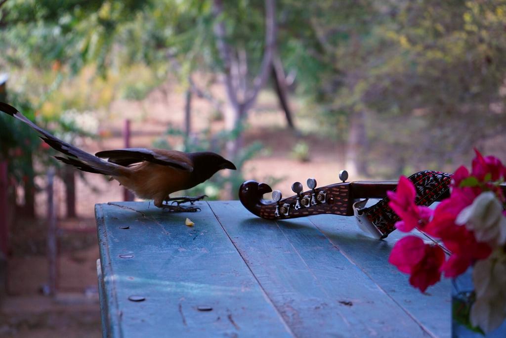 rajasthanroots's tweet photo. Birds meet! http://t.co/lqsaQruvxh