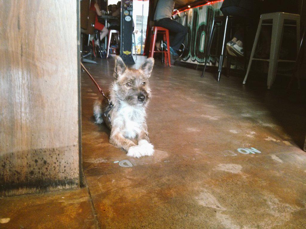 GoldingsFD's tweet photo. No one will start any trouble with this tough mutt guarding us #dogsofgfd http://t.co/ph65pz07ER