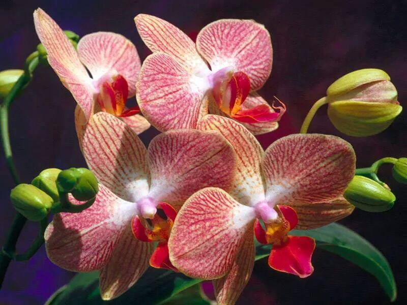 SteffyReb's tweet photo. Buongiorno 😘@carolsexy14 http://t.co/BJHoXktAF0