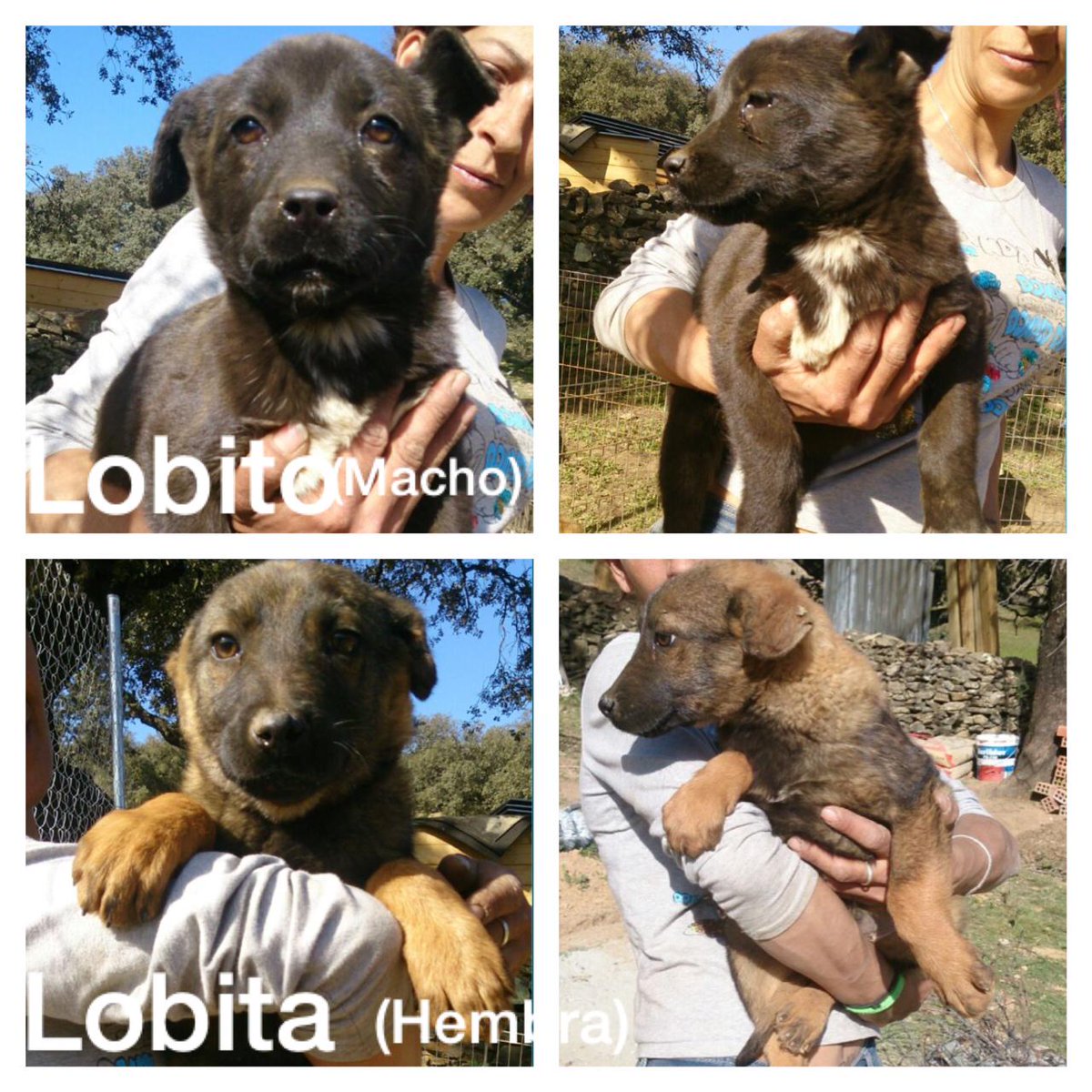 REFUGIOLACANDEL's tweet photo. NUEVOS CACHORRITOS RESCATADOS DE LA PERRERA! #LOBITO y #LOBITA 3mess Xpastor Belga MERECEN HOGAR! @Malenacosta7 RT XF http://t.co/wdqPej16Iz