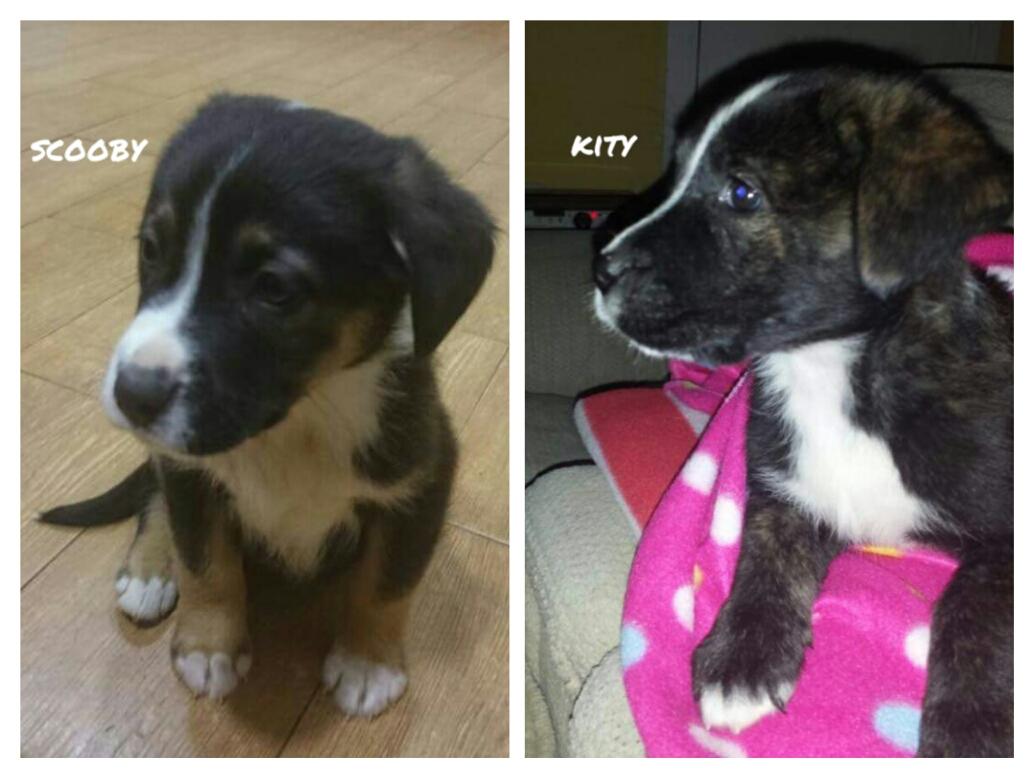 LASAnimal's tweet photo. https://t.co/l7YK1UuAoL #SCOOBY Y #KITY fueron abandonados, son cruce labrador/mastín URGE ADOPCIÓN PARA ESTOS BEBÉS http://t.co/EyYzUmOpEO