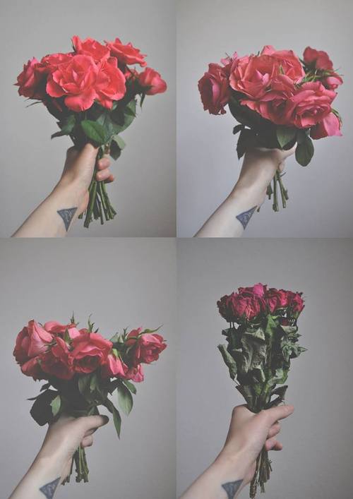 Terbaru 17+ Gambar Mawar Merah Tumblr - Gambar Bunga HD