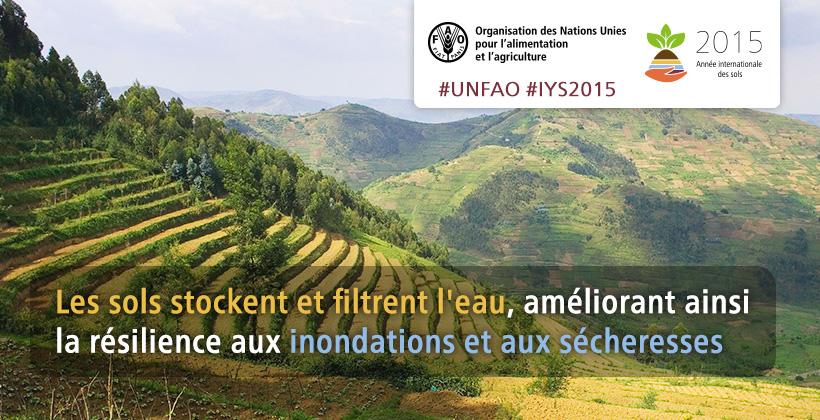 Les #sols contribuent à lutter contre le changement climatique et à s'y adapter buff.ly/14pR1Oo #IYS2015