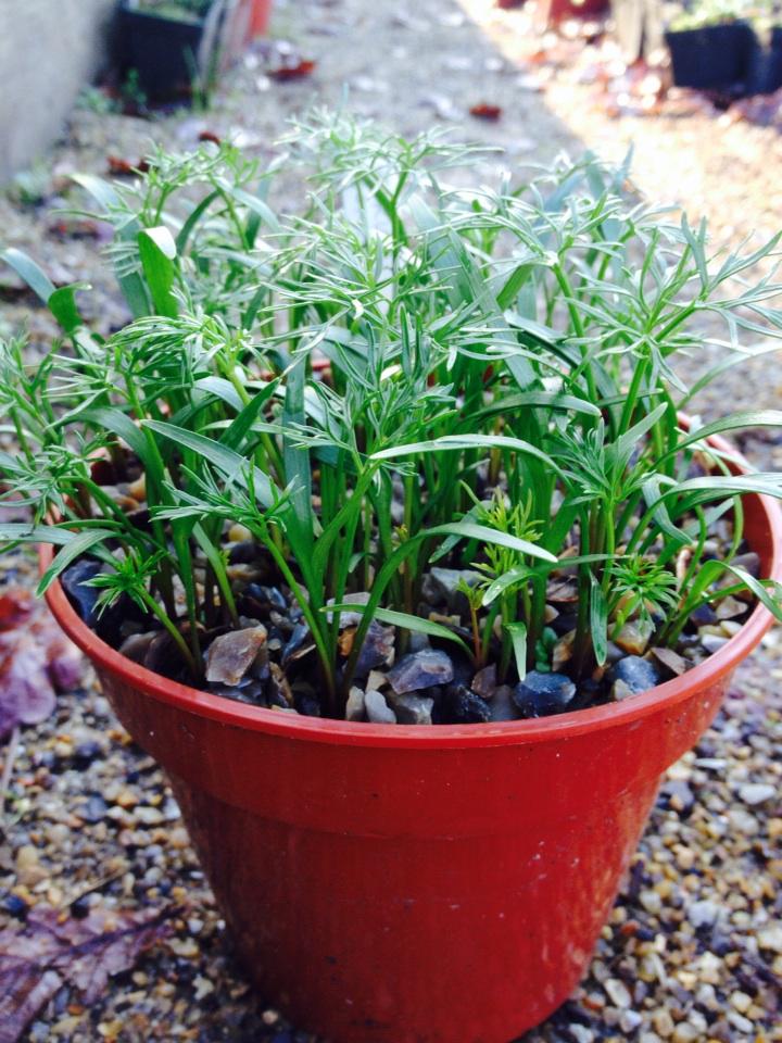 Ferula communis - good germination on 5 year old seed. Sown summer 14. Flowers 2018.