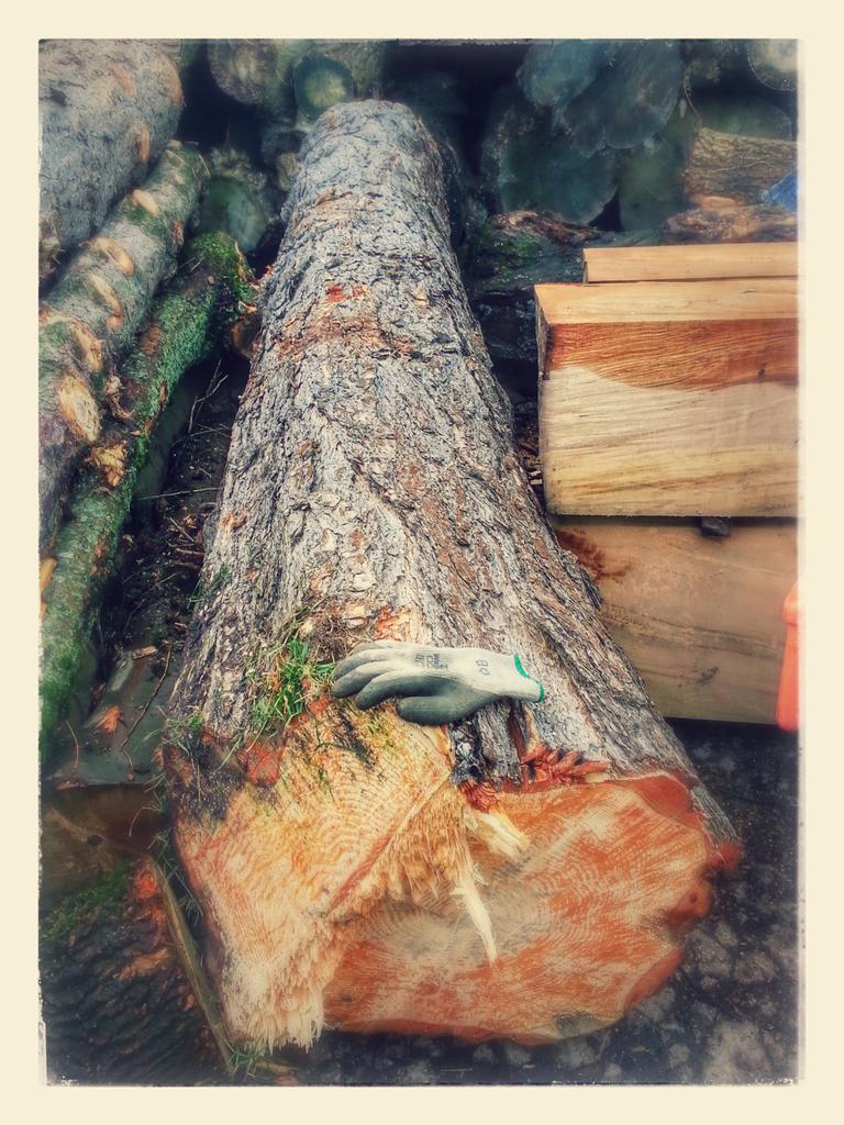 GM_TreeStation's tweet image. Gorgeous Pine we got into the Yard yesterday from our Arb work #BritishTimber #WhatWouldYouMake?