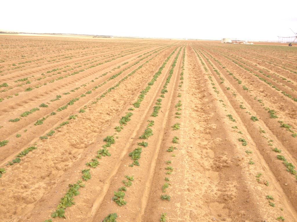 First seed potatoes in Egypt emerged, meanwhile harvest for the factory is running! <a href="/volgFarmFrites/">Farm Frites</a> <a href="/FarmFritesEg/">Farm Frites Egypt</a>