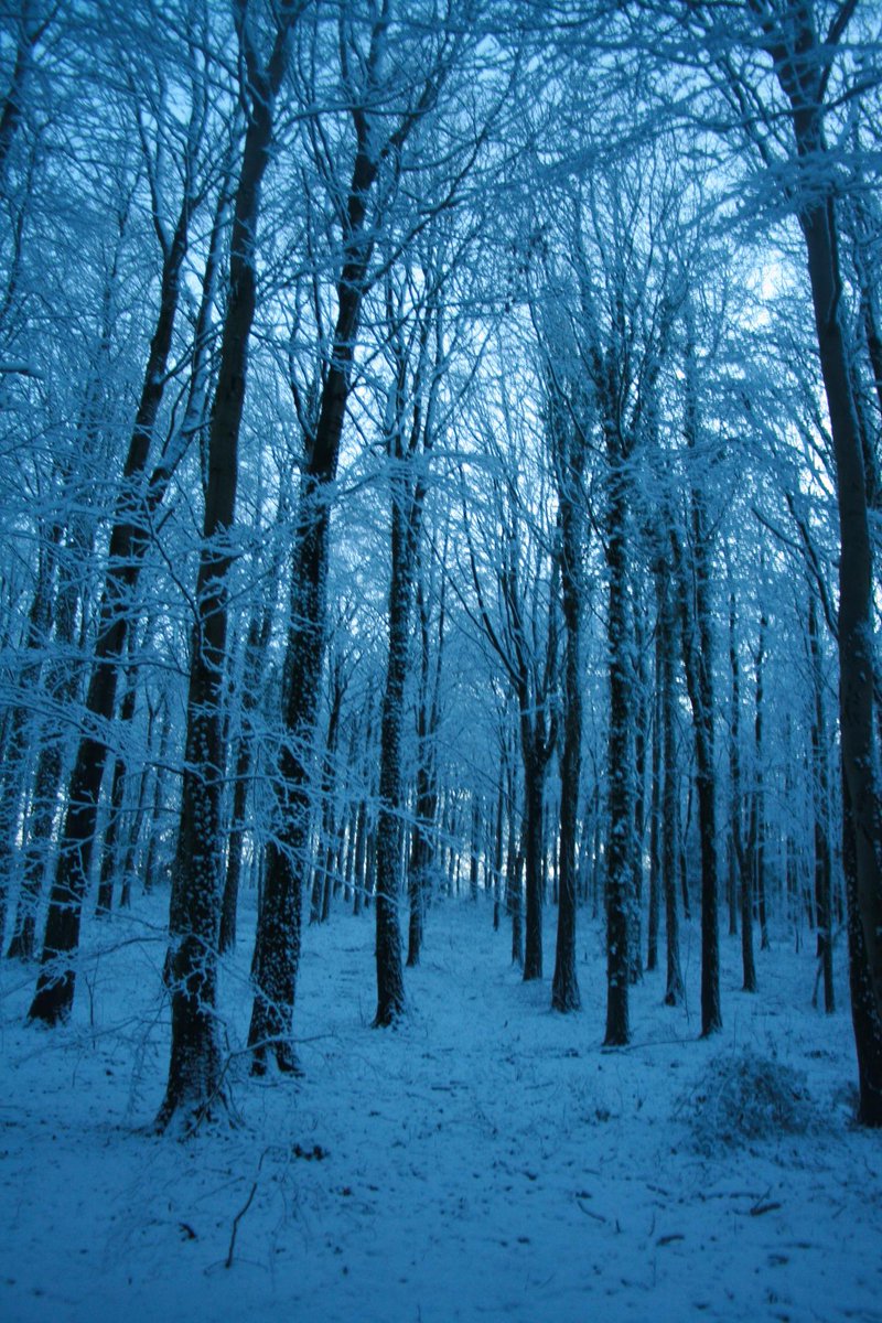 baileypointcott's tweet image. Dawn in the woods this morning