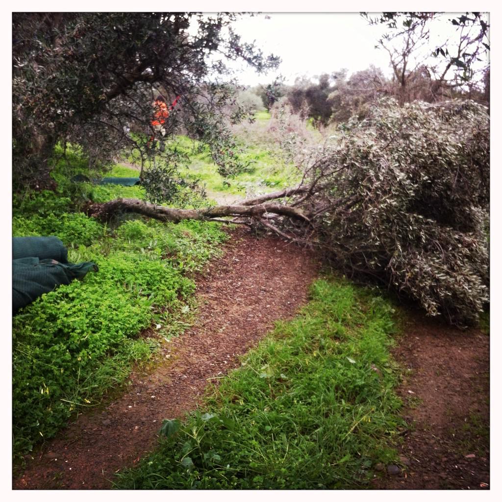 Mestooliveoil's tweet photo. One of the many challenges of the #oliveharvest in Europe this year. After the melt - #snowdamage #crete #evoo http://t.co/MsYupA7Q8Y