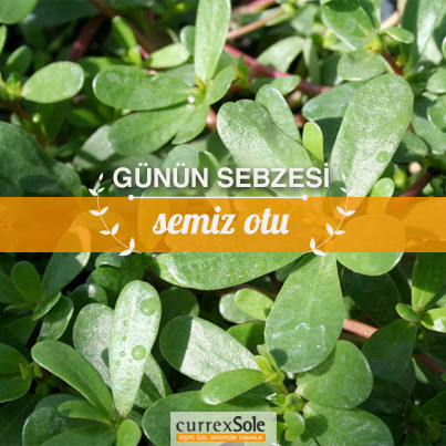 İçerdiği omega 3 doymamış yağlar, balıklarınkiyle kıyaslanabilecek düzeyde olan semizotu, sizi kansere karşı korur.