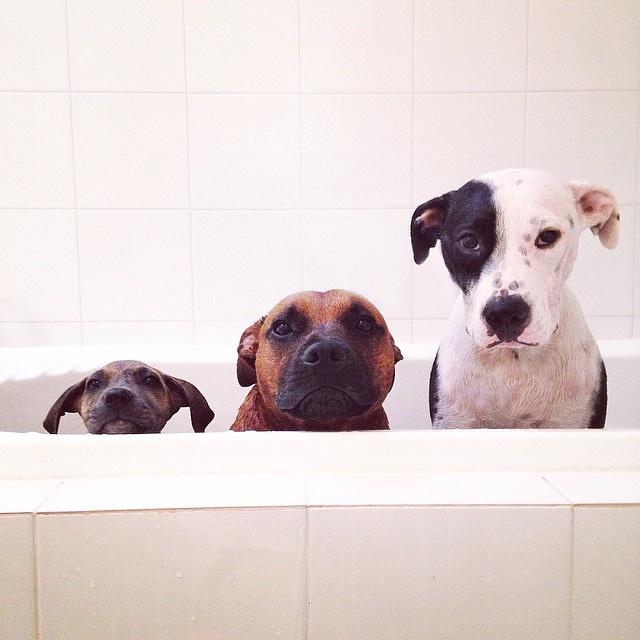 PlacingPets's tweet photo. Probably the most #adorable #bathtime photo ever @LifeOfPikelet #synchronized #sadfaces ! #Placingpets #socute #aww! http://t.co/MQKHddejzV