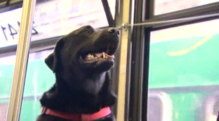 Herdotie's tweet photo. Black Labrador Rides Bus Alone To Dog Park, Wins The Hearts Of Everyone http://t.co/IlWql5c5PD http://t.co/Sfcd8rCydK