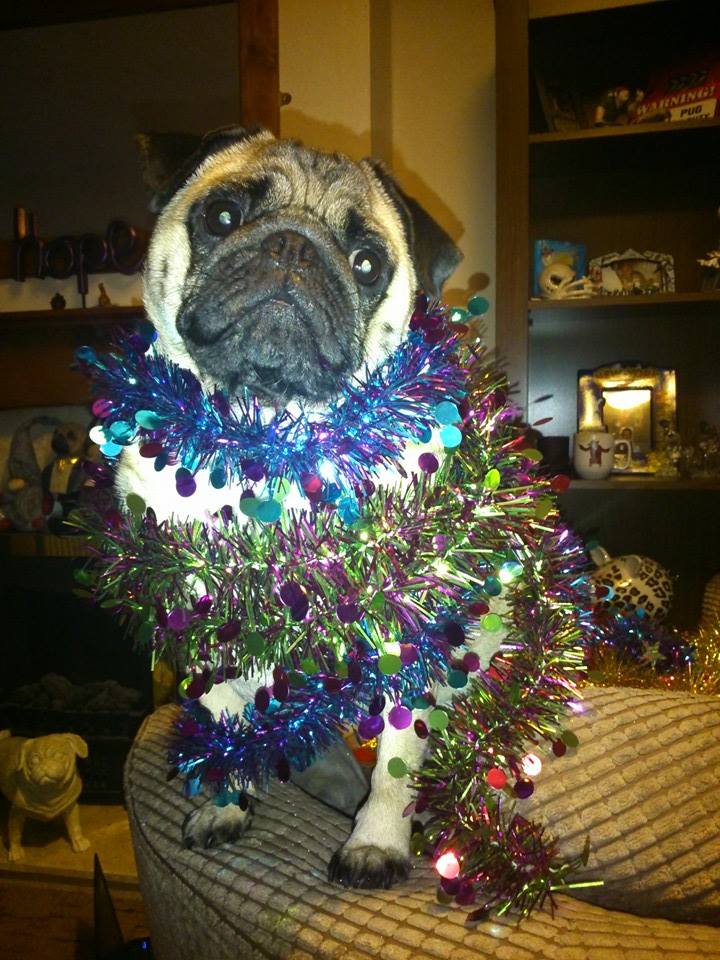 PugArnold's tweet photo. I had a great Christmas and got spoiled! http://t.co/WONxAVu24q