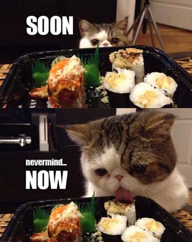 How much longer till lunch? #SushiTime #HDYR #Sushi