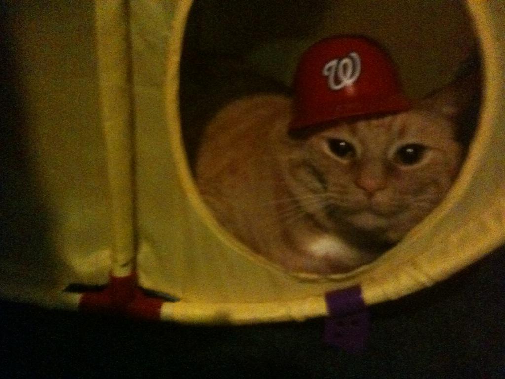 KJSowder's tweet image. @JWerthsBeard