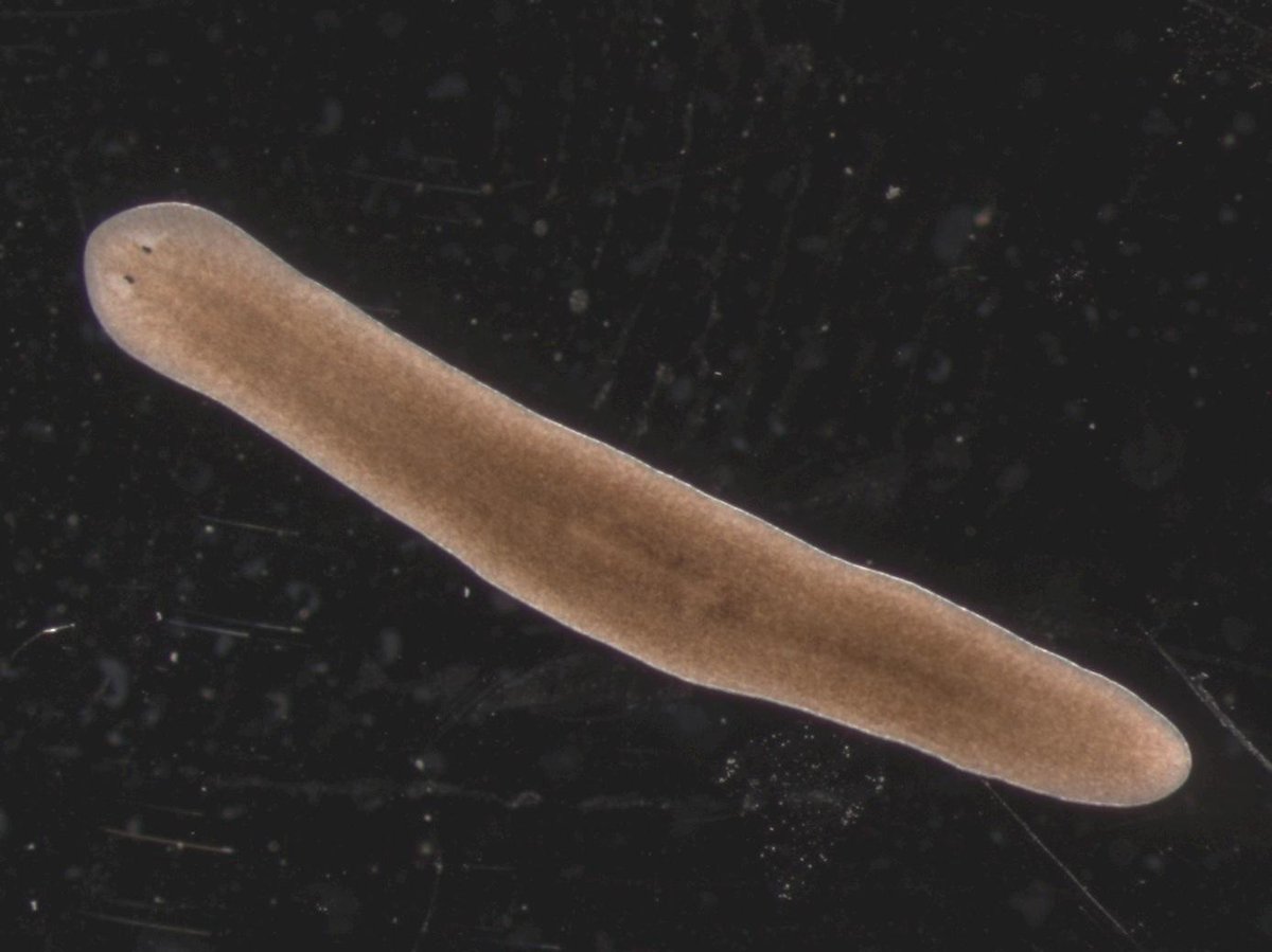 BBSRC's tweet photo. MT @UKBioNews: Want to know the secret of #eternalyouth? Check out @BuzzFeed http://t.co/dzqInQtBzN #immortal #worms http://t.co/6RAxGPyU4t