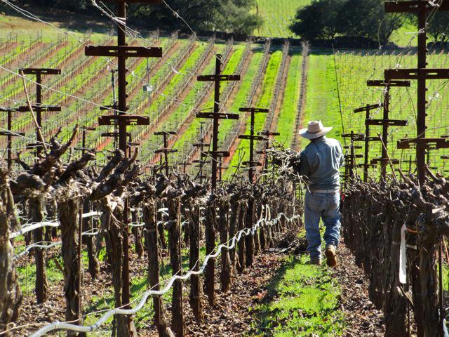 We're in the midst of pruning our vines as they lie dormant over the winter. Oakville is beautiful all year around!