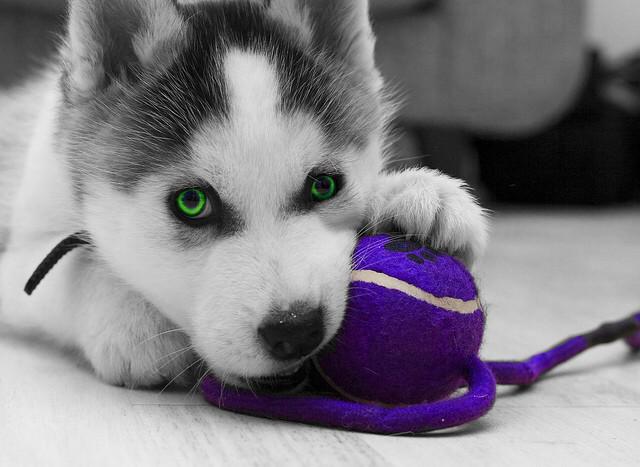 CutestHuskys tweet picture
