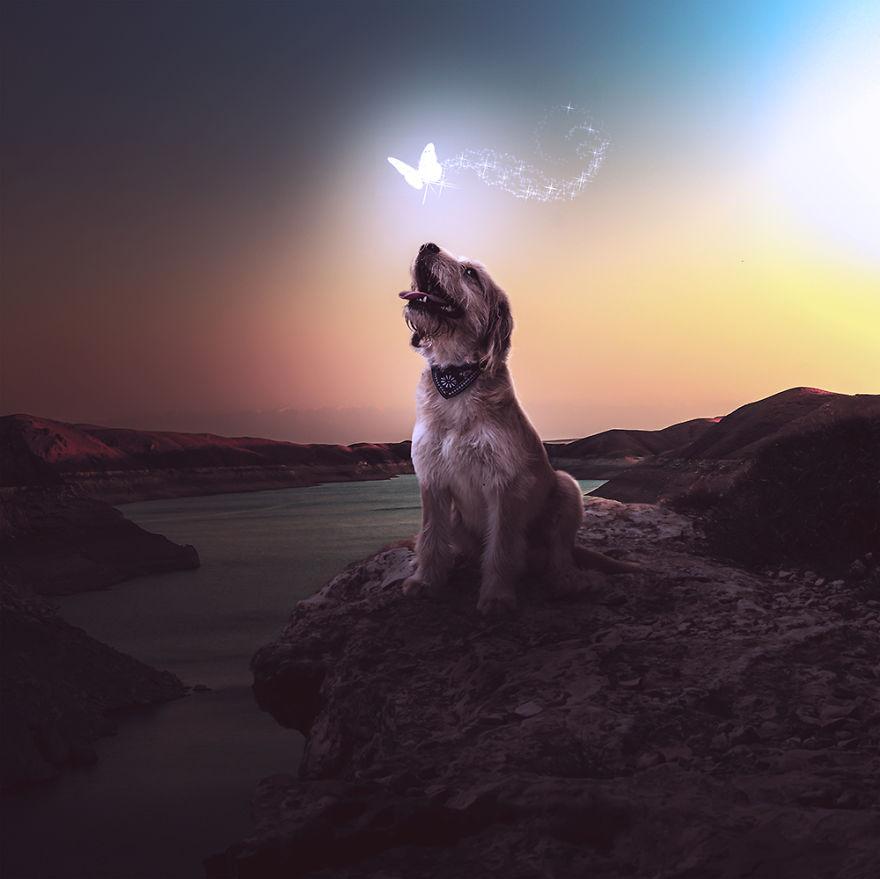 kevin_chung's tweet image. Photographer takes beautiful shots of Rescue Center dogs to get them adopted! bit.ly/1xZ3GnG