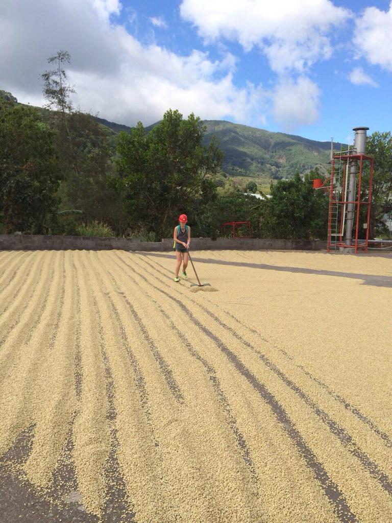 Yesterday I helped the farmers dry out coffee beans before the next roast!! #coffee #CostaRica #sustainability