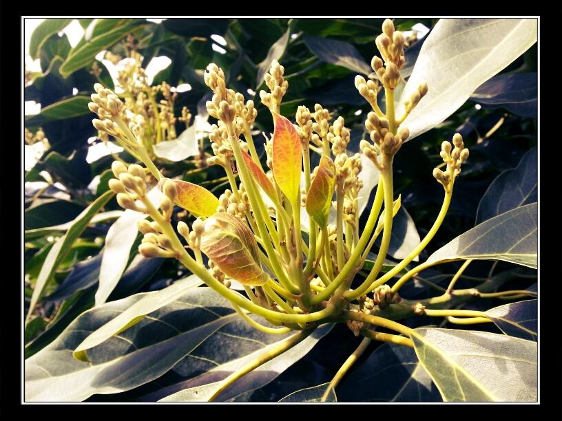 agrinovo's tweet photo. Comienzan las floraciones de nuestros productores, será una gran cosecha. Recompensa de esta gran labor #aguacate http://t.co/Y9DIoZ2mDK