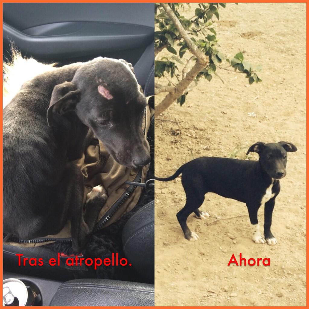 DANIROVIRA's tweet photo. Málaga es un lugar más bonito con gente como @PatriMoya12 
Salvó a Valentina, la cuidó y ahora le busca una familia. http://t.co/dO8b9N6qts