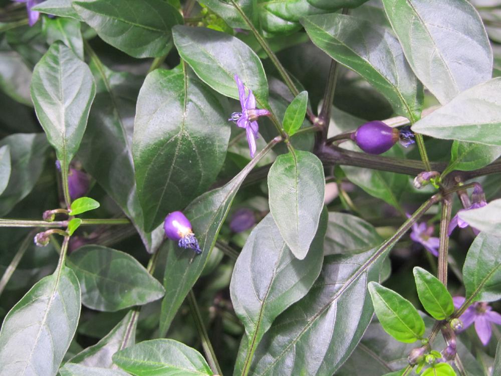 SunlightN18's tweet photo. #autopot #columbianrainbow #chillies #homebox
chillies setting all over the tent!
http://t.co/6vERGhG12y http://t.co/wdVyLajS88