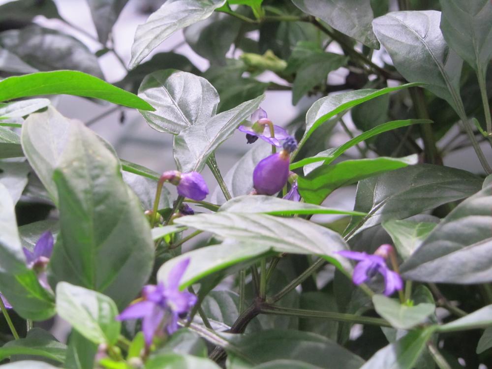 SunlightN18's tweet photo. #autopot #columbianrainbow #chillies #homebox
chillies setting all over the tent!
http://t.co/6vERGhG12y http://t.co/wdVyLajS88