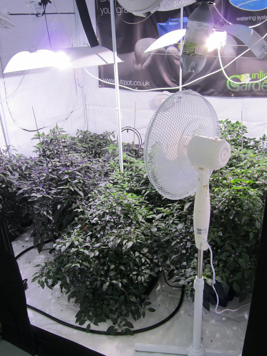SunlightN18's tweet photo. #autopot #columbianrainbow #chillies #homebox
chillies setting all over the tent!
http://t.co/6vERGhG12y http://t.co/wdVyLajS88