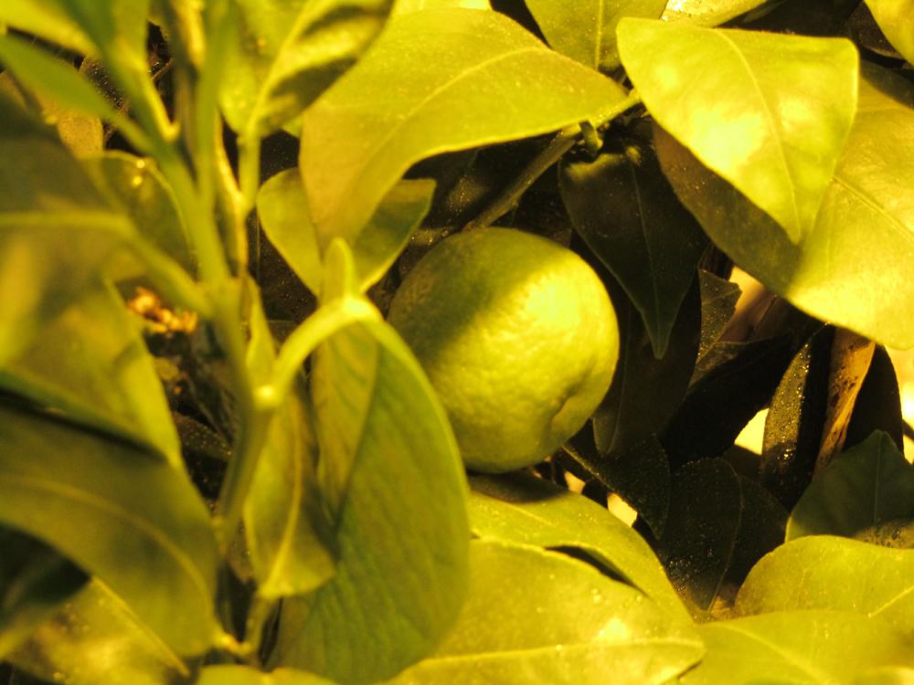 SunlightN18's tweet photo. lemon trees are flying
http://t.co/6vERGhG12y http://t.co/Q0IIpQsxAq