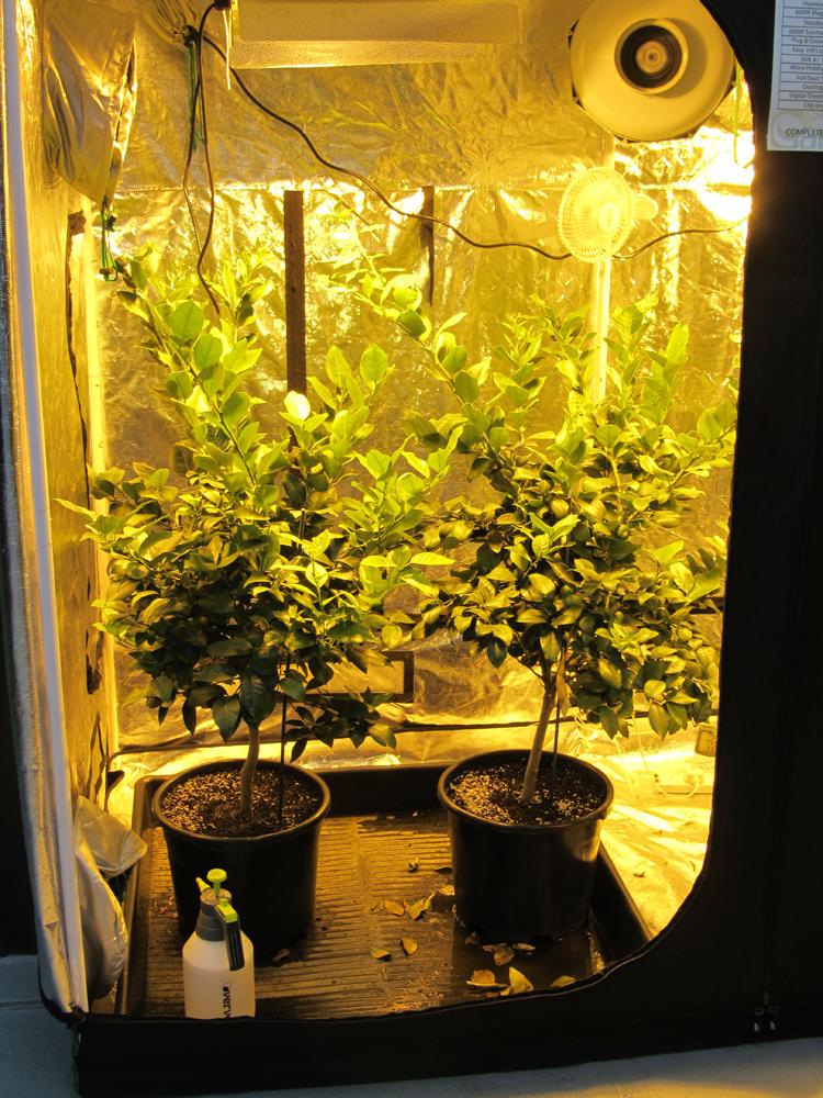 SunlightN18's tweet photo. lemon trees are flying
http://t.co/6vERGhG12y http://t.co/Q0IIpQsxAq