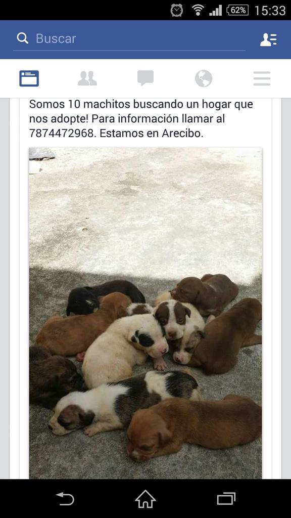 No compres, ¡adopta!