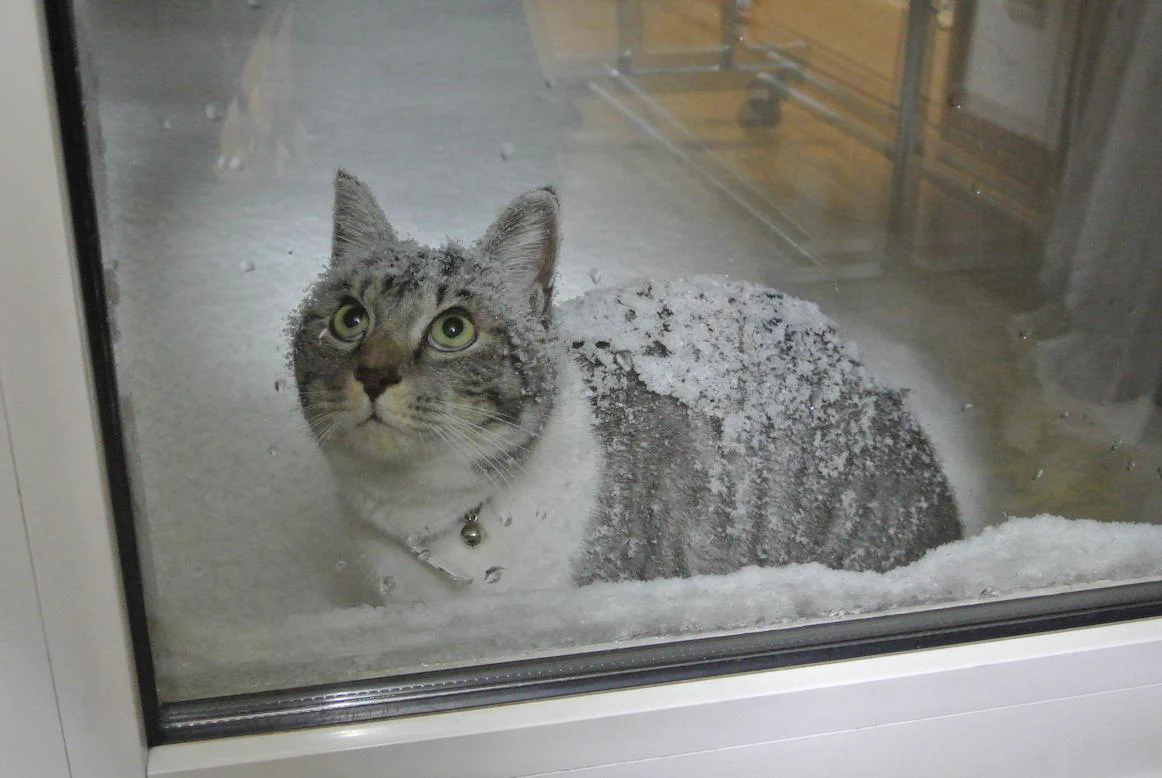 雪の積もる青森で、毎日会いに来るネコが話題に！！