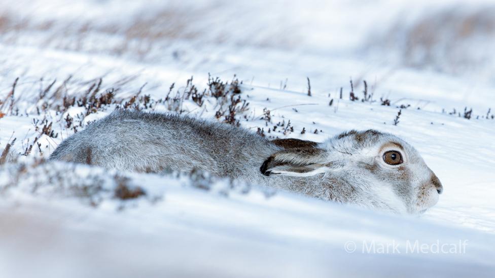 BBCSpringwatch's tweet image. Our photo of the day is this camouflaged mountain hare in the Cairngorms by Mark Medcalf  bbc.com/earth/story/20…