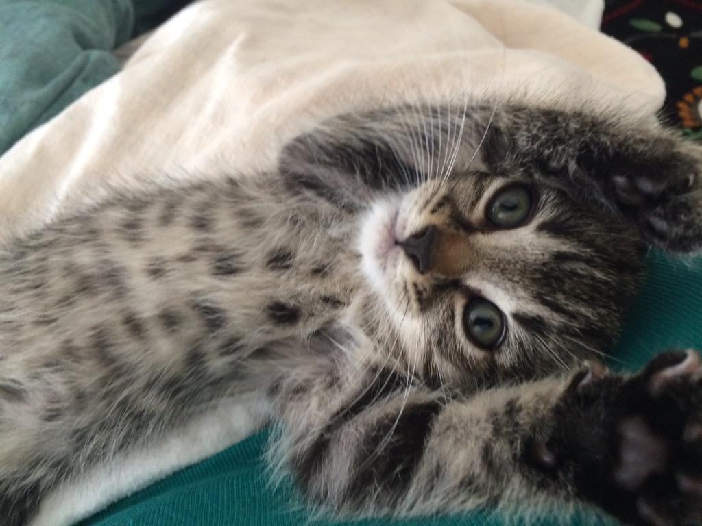 reeneee28's tweet photo. @EmrgencyKittens http://t.co/gOebSvyqW9