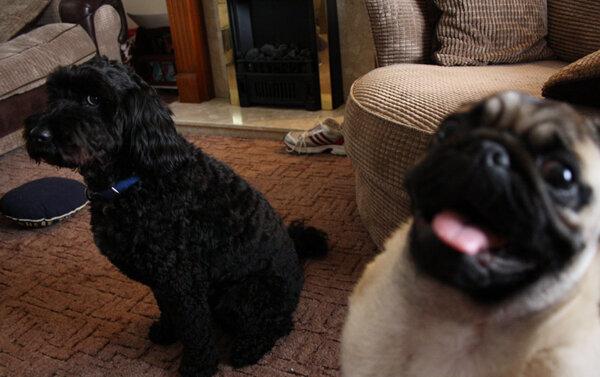 PugArnold's tweet photo. @BuzzFeedAnimals Hi! I'm Arnold and I love to #photobomb ! http://t.co/rjiyLpHw1H