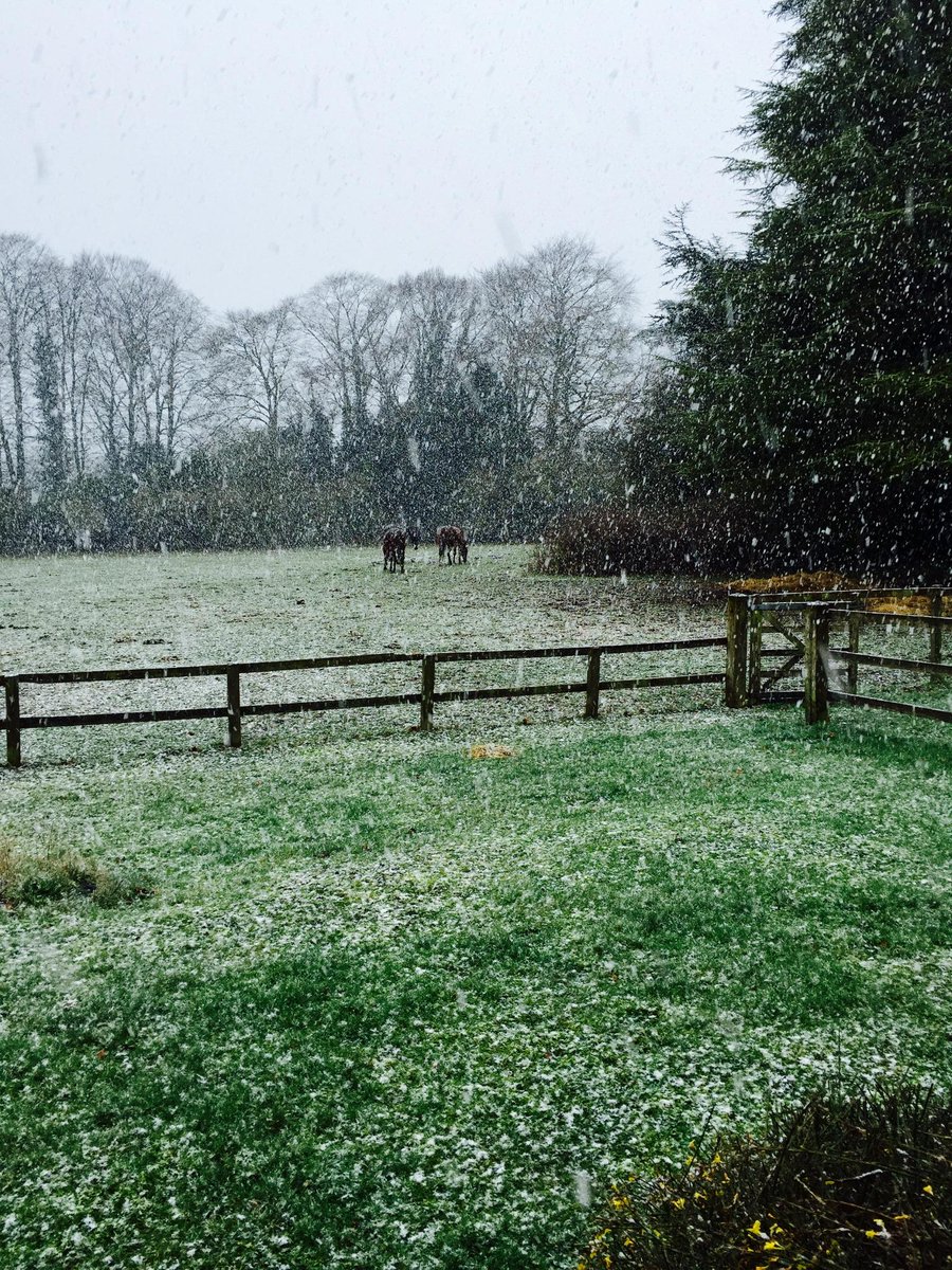 Flurry of snow this morning! All gone by lunchtime; no need to fire up Giles's snow blower/flame thrower. Thankfully.