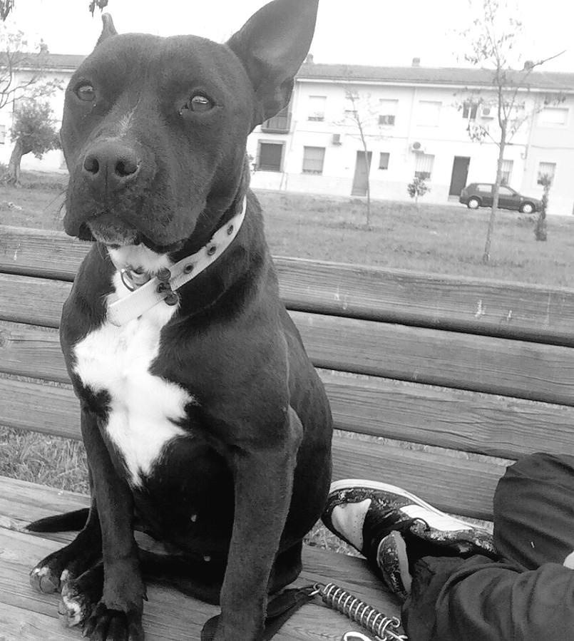 BaArcos's tweet photo. Paseito con mi Nala 💚🐾 http://t.co/ddU6zroe9b